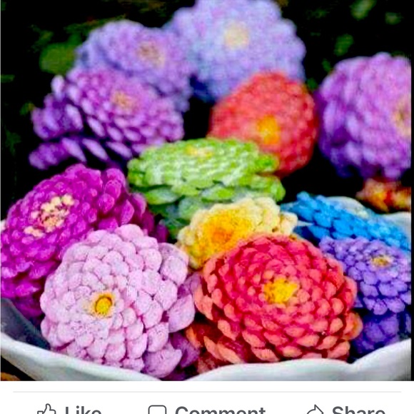 Meet your Posher, Dreama - Picture 3 of 5